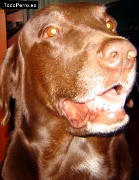 La foto del perro