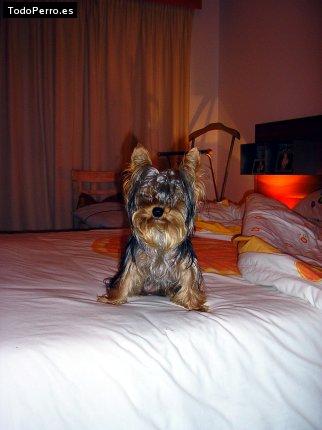La foto del perro