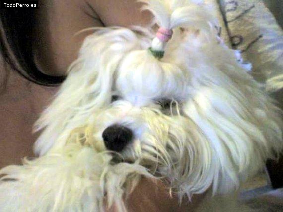 La foto del perro