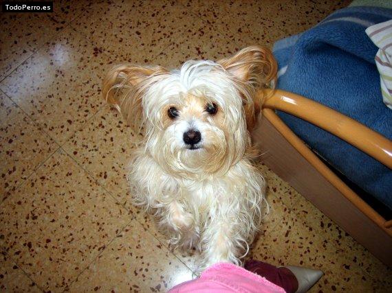 La foto del perro