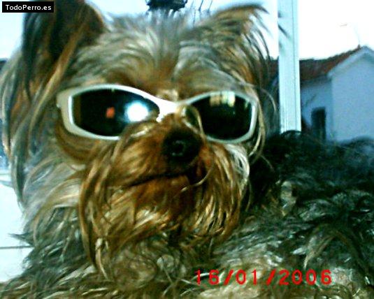 La foto del perro