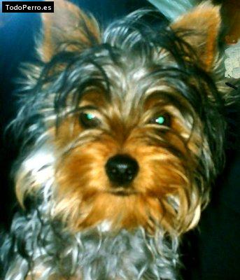 Foto del perro Iker