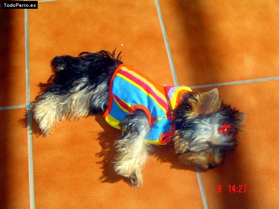 La foto del perro