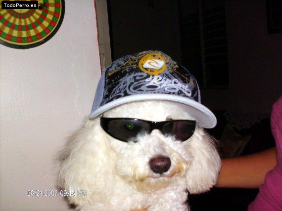 La foto del perro