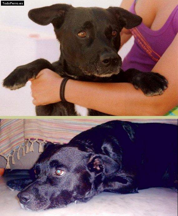 Foto del perro Coco coyote sittingbull