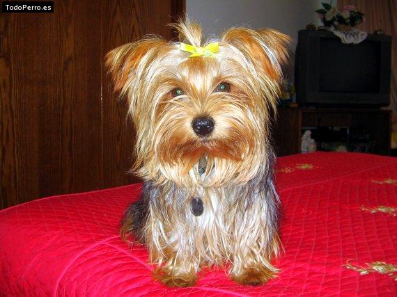La foto del perro