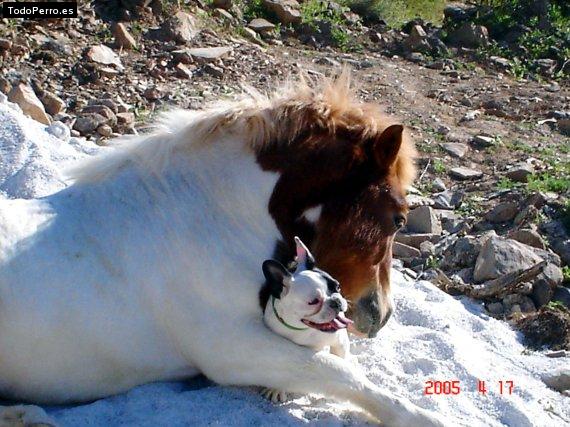 La foto del perro