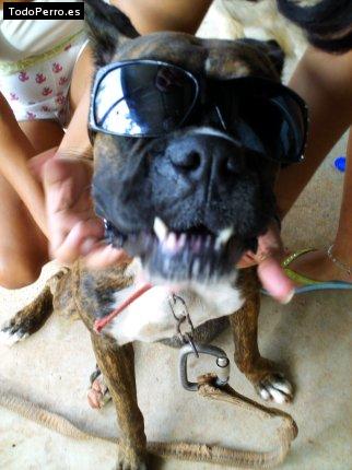 La foto del perro