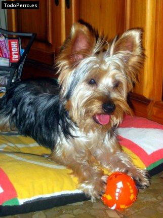 La foto del perro