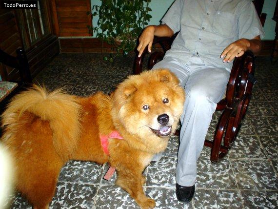 La foto del perro