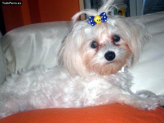 Foto del perro Rumba