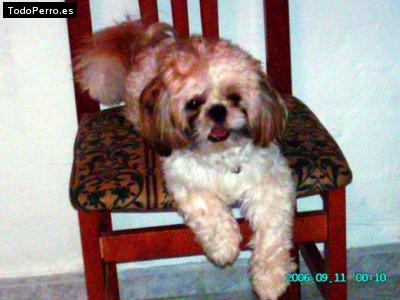 La foto del perro
