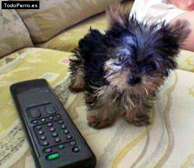 La foto del perro