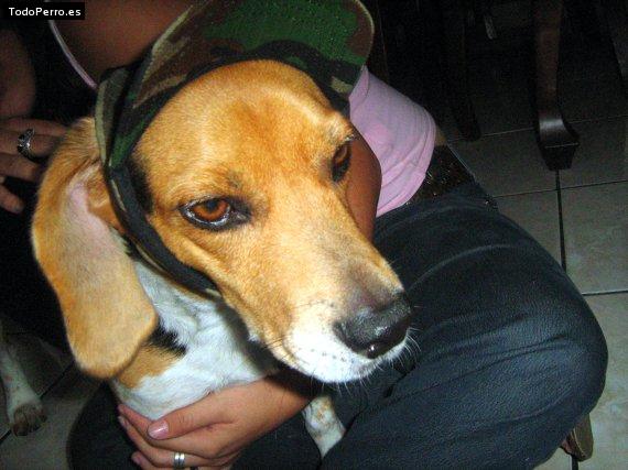 La foto del perro