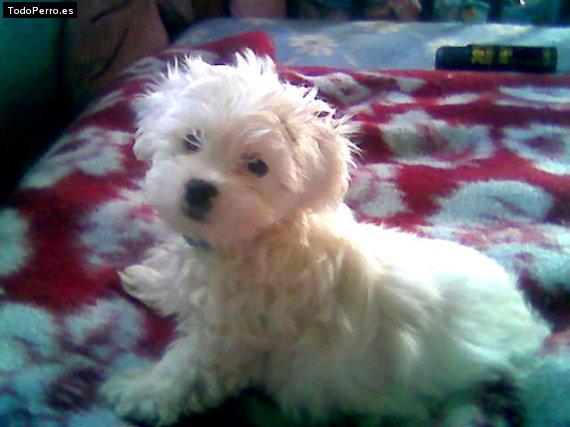 Foto del perro Rizel