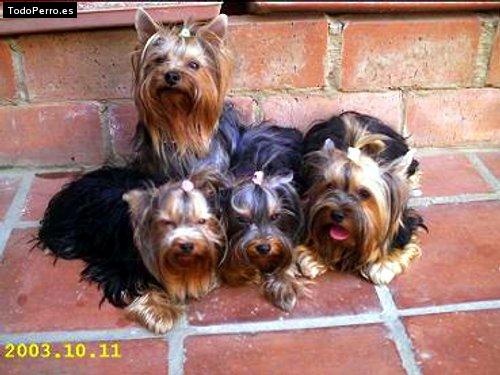 La foto del perro