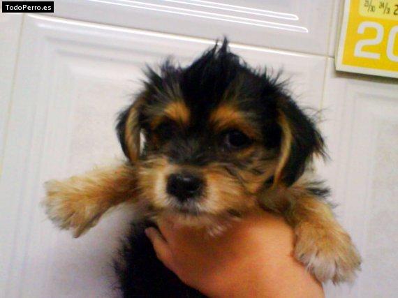 Foto del perro Thor