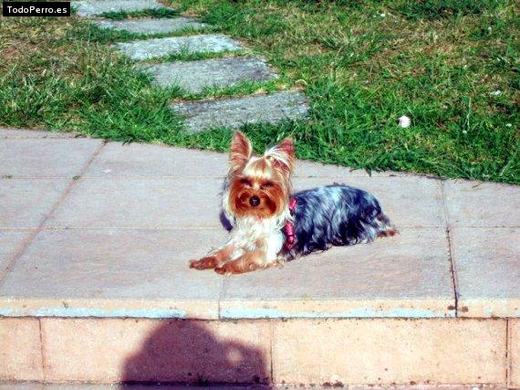 La foto del perro