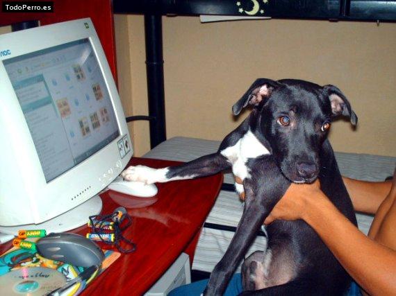 La foto del perro