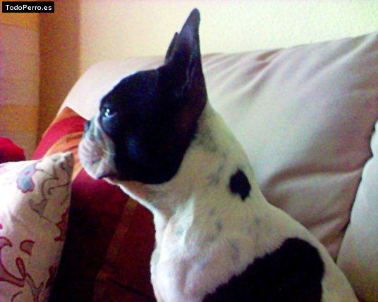 La foto del perro