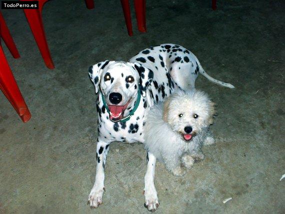 La foto del perro