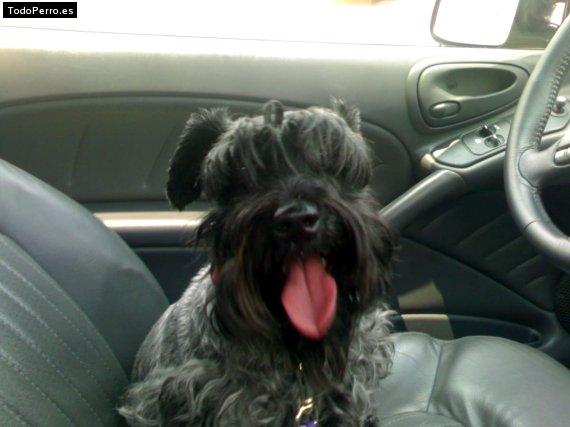 La foto del perro