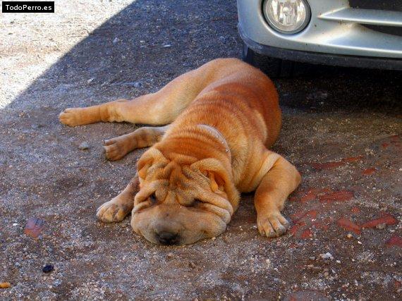 La foto del perro