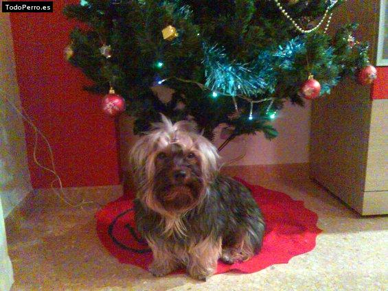La foto del perro