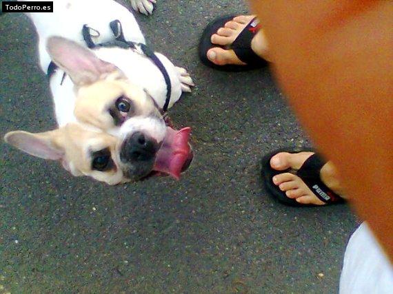 La foto del perro