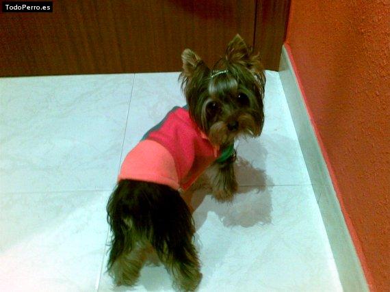 La foto del perro