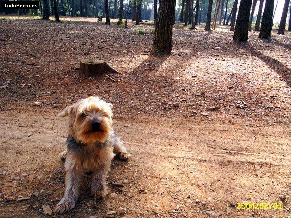 La foto del perro
