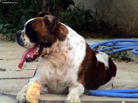 La foto del perro