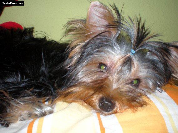 La foto del perro