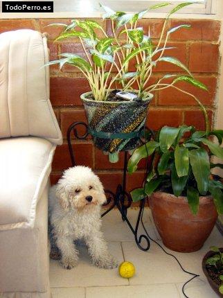 La foto del perro