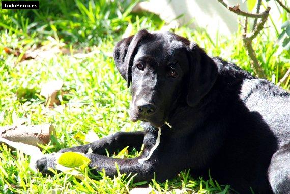 La foto del perro