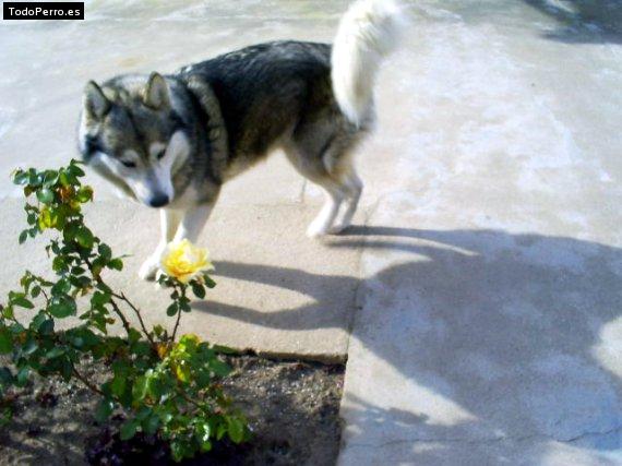 La foto del perro
