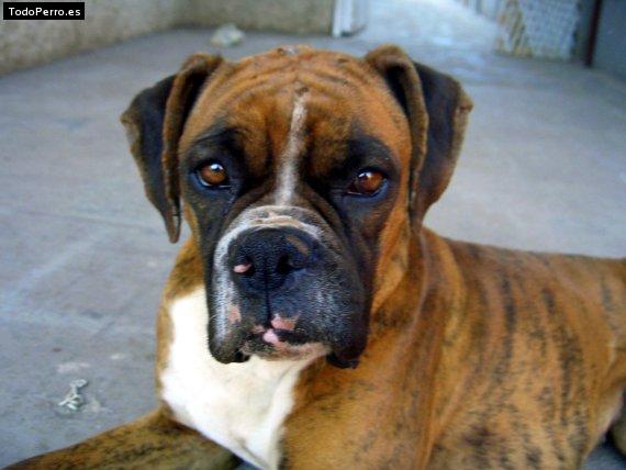 Foto del perro Mancha