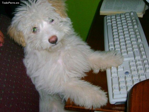 La foto del perro
