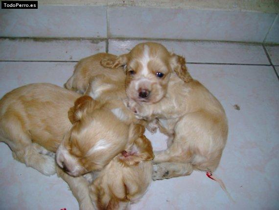 Foto del perro Blanca, luna y princesa