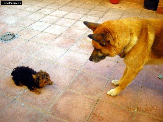La foto del perro