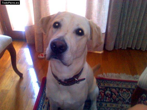 La foto del perro