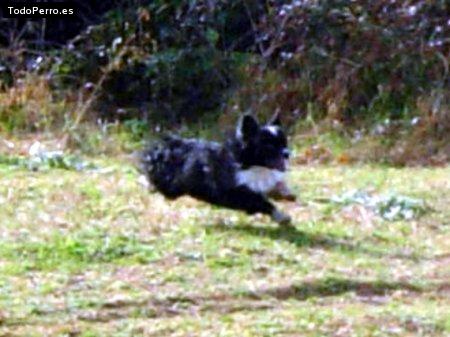 Foto del perro Riki