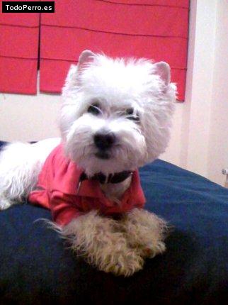 La foto del perro