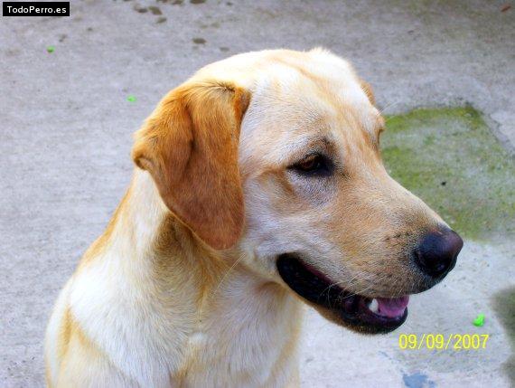 La foto del perro