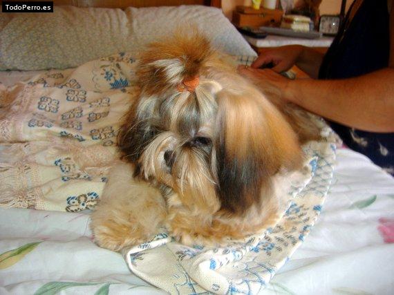La foto del perro