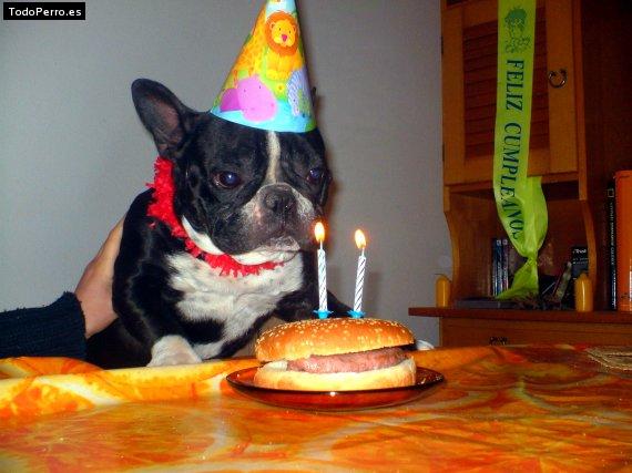 La foto del perro