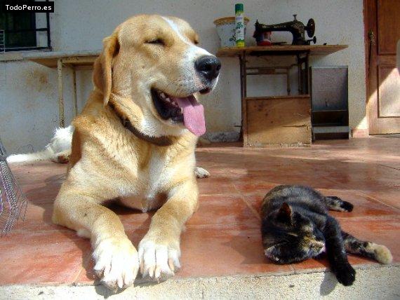La foto del perro