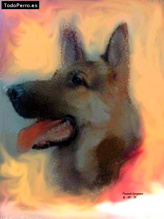 La foto del perro