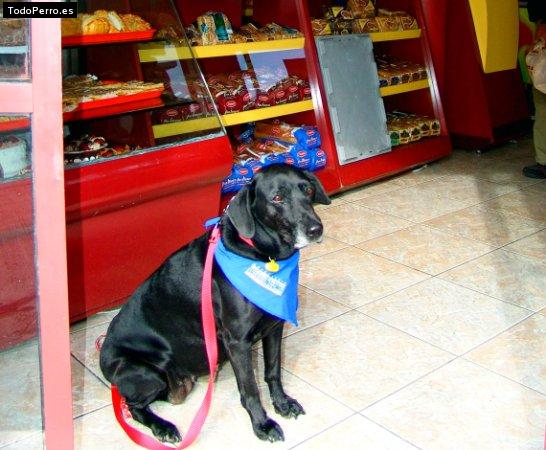 La foto del perro