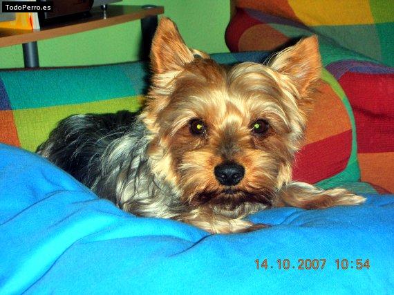 La foto del perro